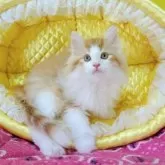 ノルウェージャンフォレストキャット【埼玉県・男の子・2025年10月23日・レッドマッカレルタビー&ホワイト】の写真6