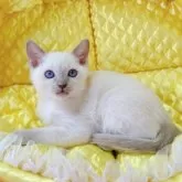 トンキニーズ【埼玉県・男の子・2025年10月20日・プラチナ(ライラック)ポイント】の写真7