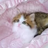 ノルウェージャンフォレストキャット【埼玉県・女の子・2025年2月20日・ブラウンマッカレルトービー&ホワイト】の写真2