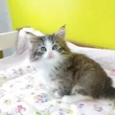 ノルウェージャンフォレストキャット【埼玉県・男の子・2025年3月24日・ブラウンマッカレルタビー&ホワイト】の写真13