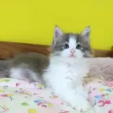 ノルウェージャンフォレストキャット【埼玉県・男の子・2025年7月18日・ブルーマッカレルタビー&ホワイト】の写真4