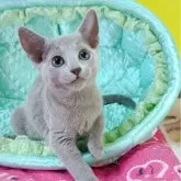 ロシアンブルー【埼玉県・女の子・2025年9月15日・ブルー】の写真2