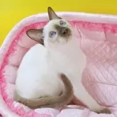 トンキニーズ【埼玉県・女の子・2025年8月8日・チョコレート(シャンパン)ポイント】の写真7