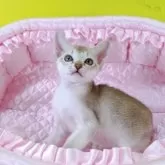 シンガプーラ【埼玉県・男の子・2025年9月22日・セーブルティックドタビー】の写真7