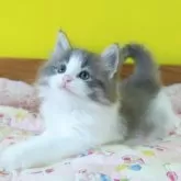 ノルウェージャンフォレストキャット【埼玉県・男の子・2025年7月18日・ブルーマッカレルタビー&ホワイト】の写真3