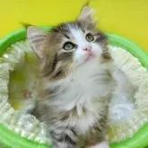 ノルウェージャンフォレストキャット【埼玉県・男の子・2025年3月24日・ブラウンマッカレルタビー&ホワイト】の写真3