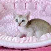 シンガプーラ【埼玉県・男の子・2025年9月22日・セーブルティックドタビー】の写真8