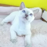 トンキニーズ【埼玉県・男の子・2025年6月8日・プラチナ(ライラック)ポイント】の写真8