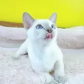 トンキニーズ【埼玉県・男の子・2025年6月8日・プラチナ(ライラック)ポイント】の写真9