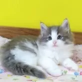 ノルウェージャンフォレストキャット【埼玉県・男の子・2025年7月18日・ブルーマッカレルタビー&ホワイト】の写真10