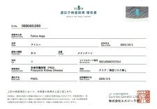 メインクーン【・女の子・2023年10月1日・カメオタビー(レッドシルバー)】