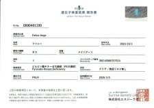 メインクーン【・女の子・2023年10月1日・カメオタビー(レッドシルバー)】