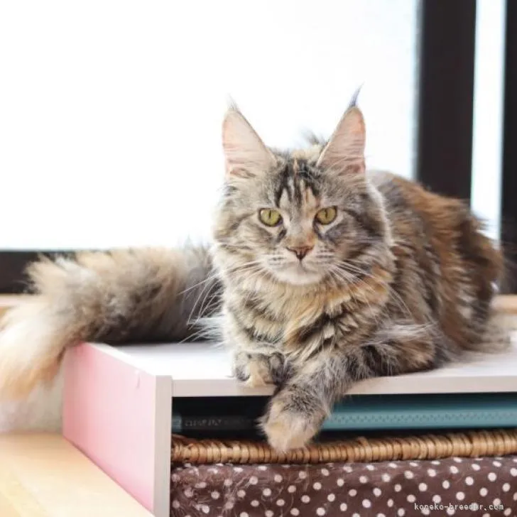 ID:2205-02325の子猫