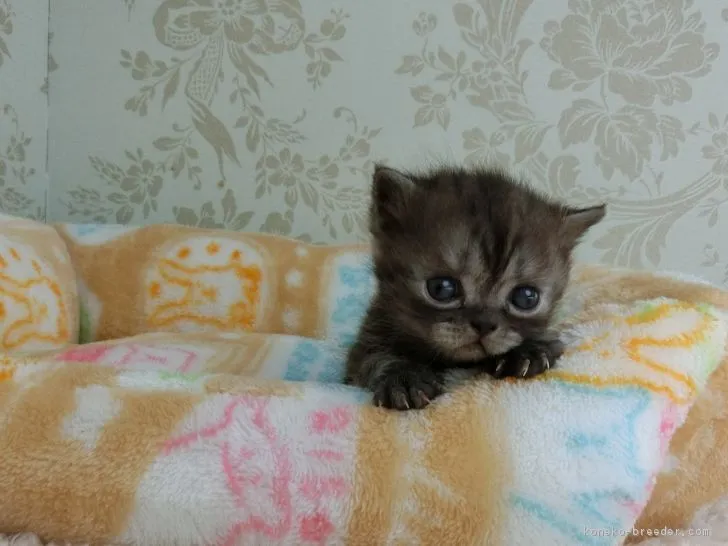 ID:1702-00498の子猫