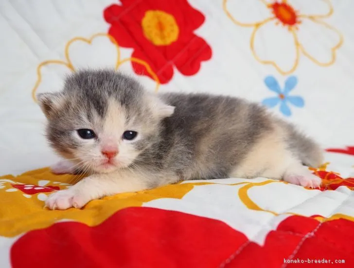 ID:1804-00056の子猫