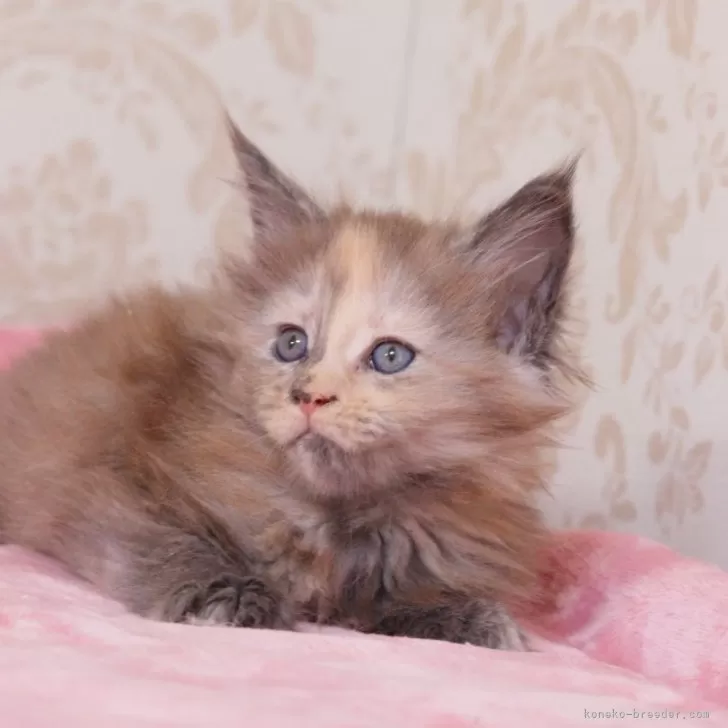 ID：2406-00286の子猫