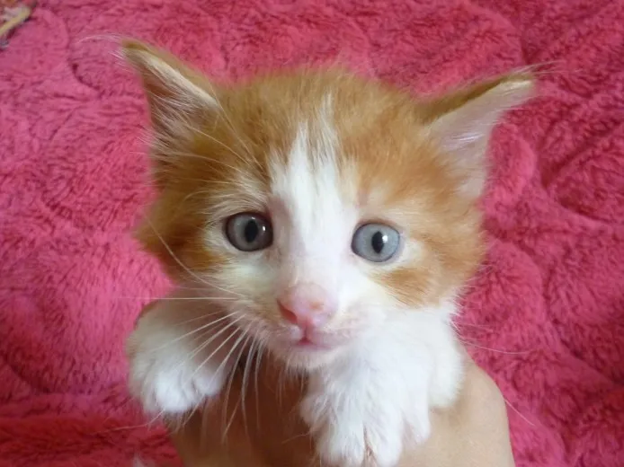 ID:1407-00231の子猫