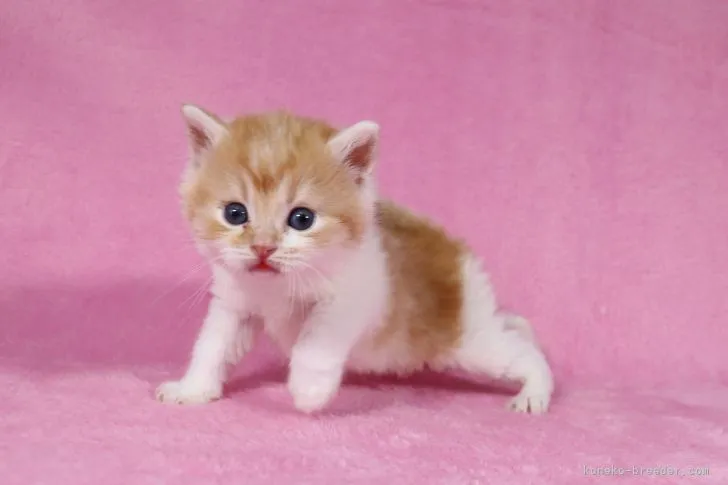 ID：2104-00416の子猫