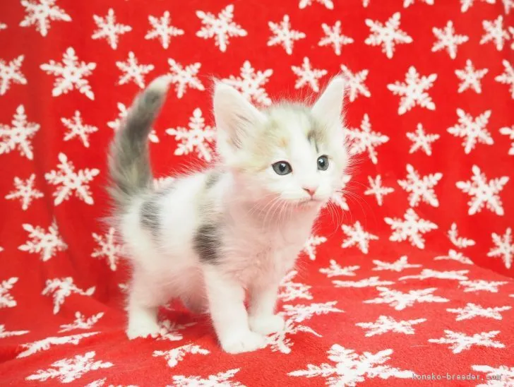 ID:1812-00612の子猫