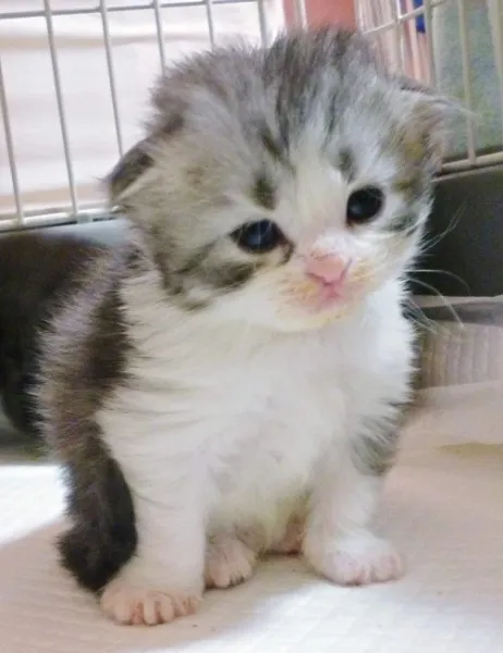 ID:1211-00028の子猫