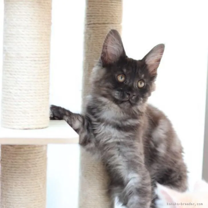 ID:2211-02047の子猫