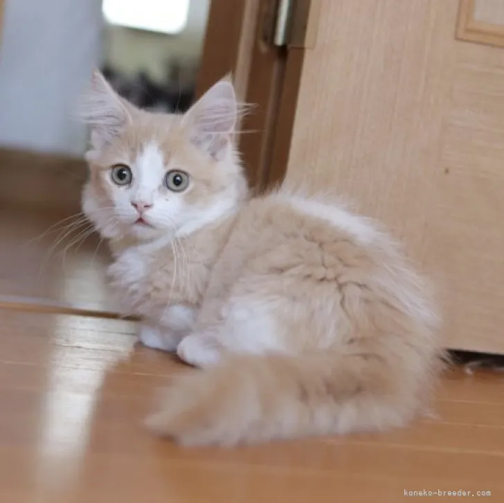 ID:2308-01712の子猫