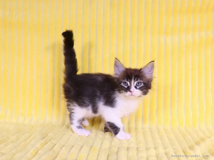 ID:2109-02814の子猫