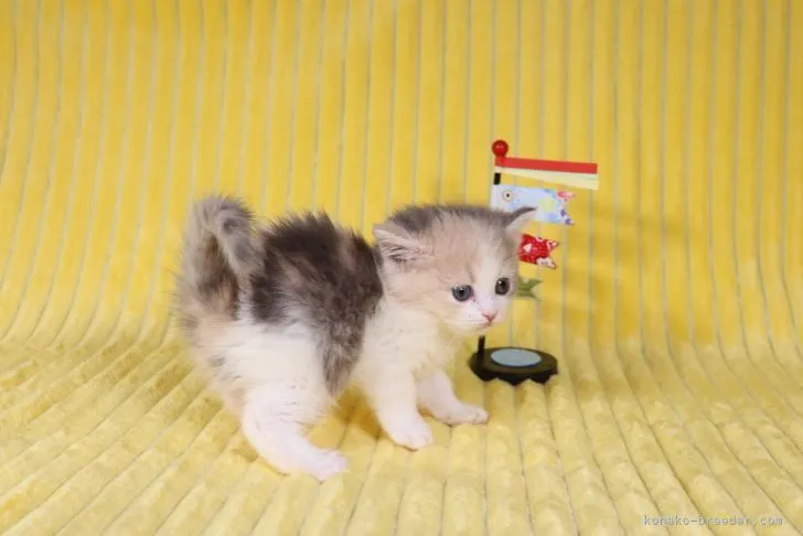 ID：2104-00326の子猫