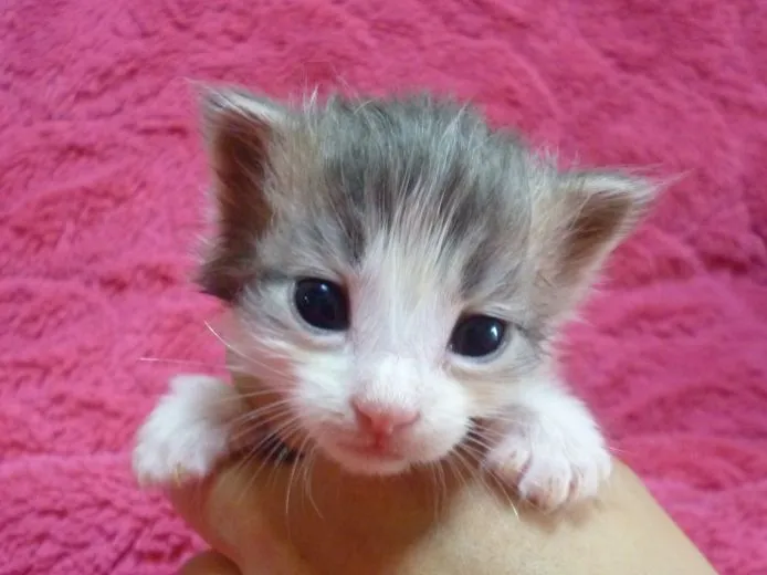 ID:1504-00309の子猫