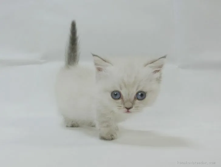 ID：1704-01091の子猫
