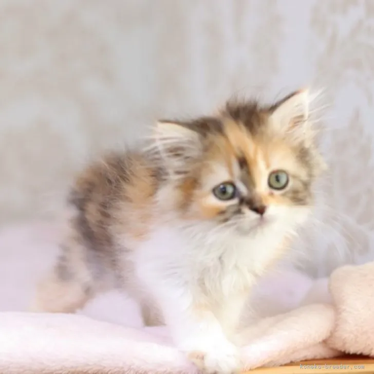 ID:2305-03315の子猫