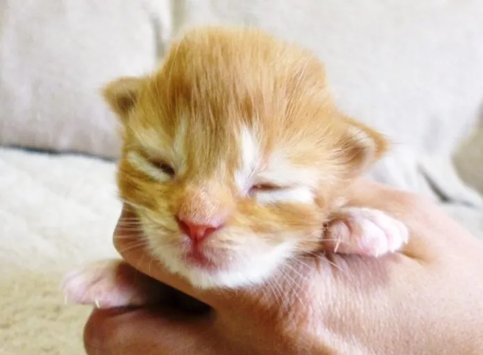 ID:1305-00076の子猫