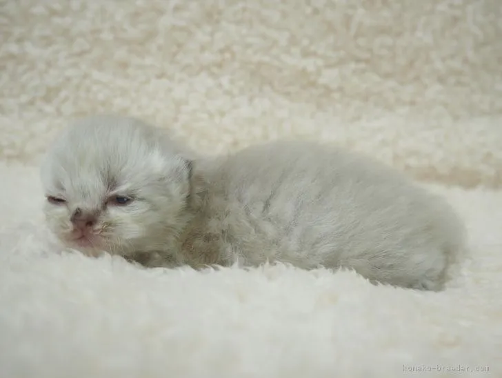 ID：1803-01018の子猫