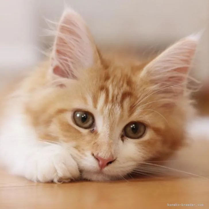 蜜柑の樹 様のお迎えした子猫