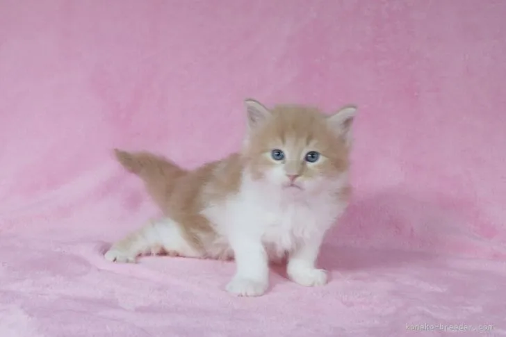 ID:2105-01089の子猫