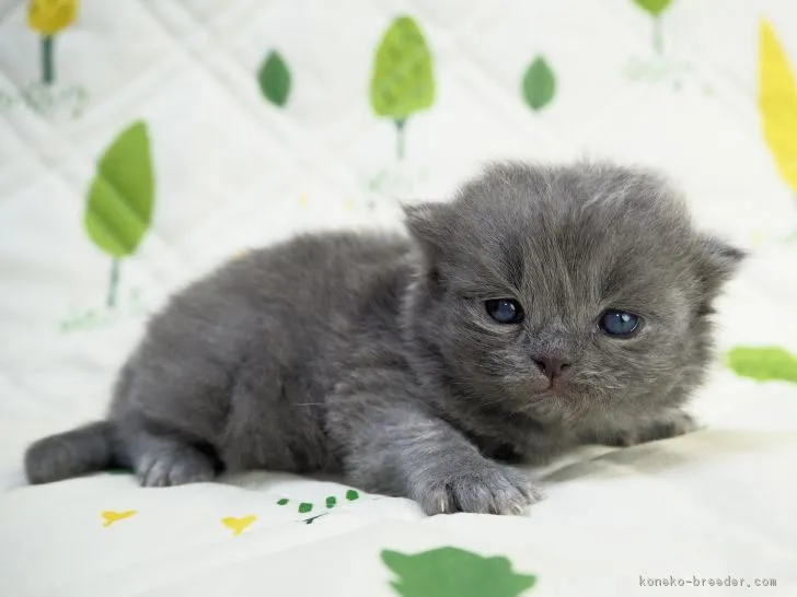 ID:1804-00550の子猫