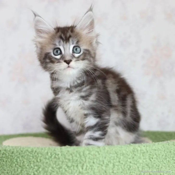 ID:2304-02065の子猫