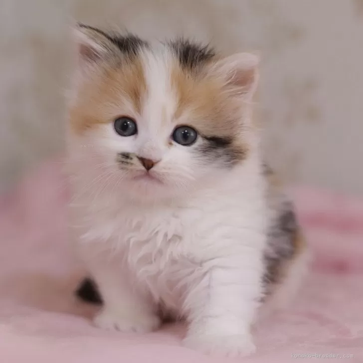 ID：2404-01314の子猫