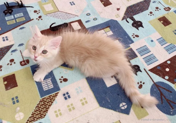 ID：1812-00602の子猫