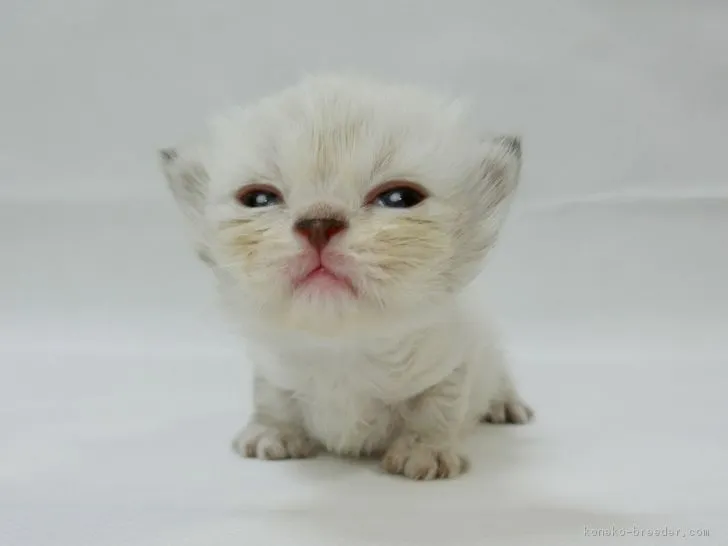 ID:1705-01348の子猫