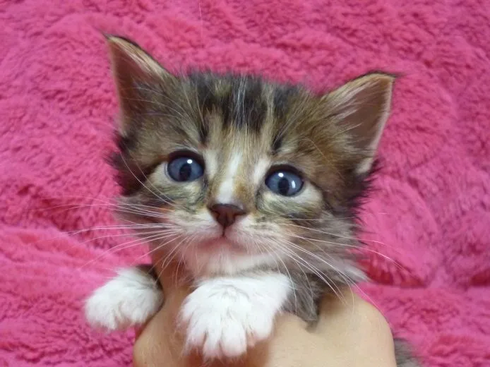 ID:1502-00173の子猫