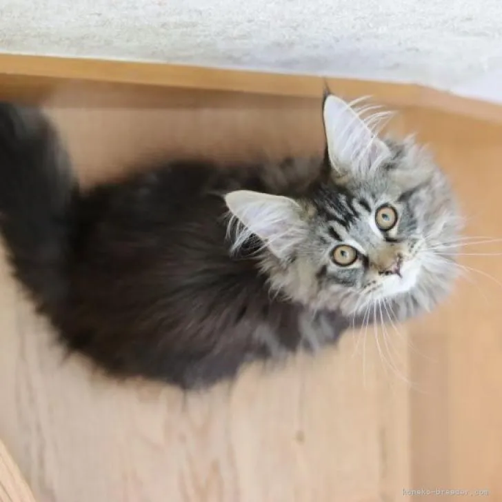 ID:2211-01655の子猫