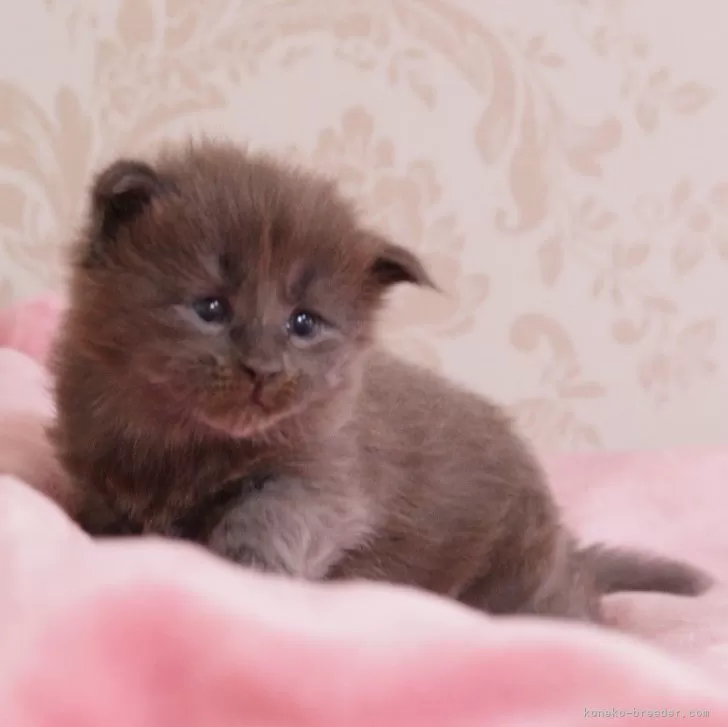 ID:2406-00282の子猫