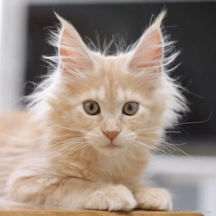 ID:2310-03023の子猫