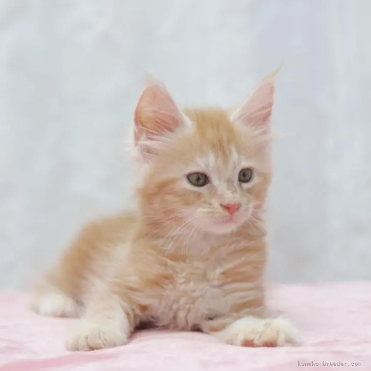 ID：2210-01884の子猫