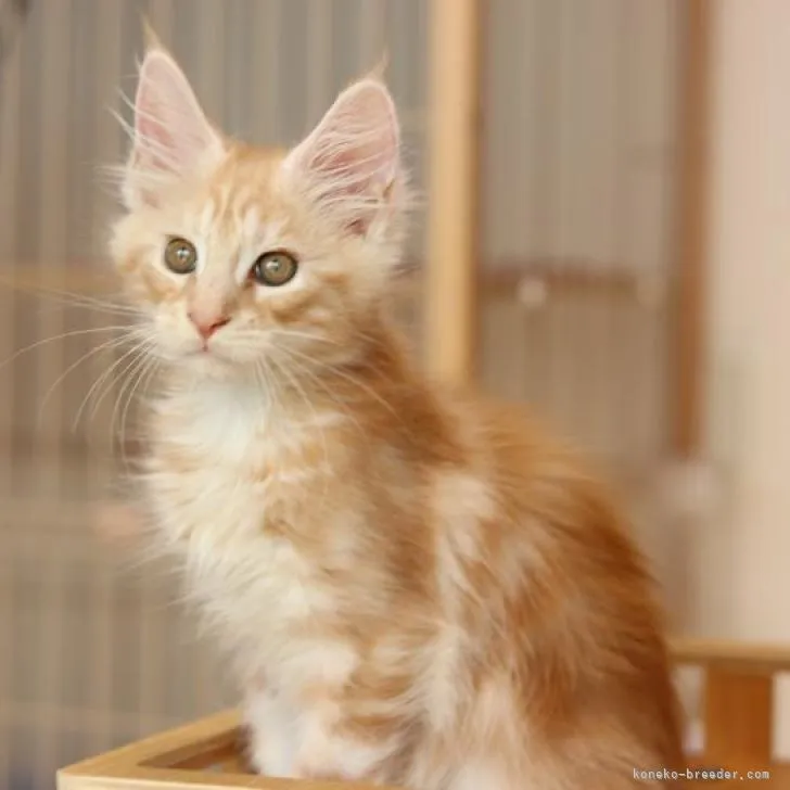 ID：2210-00815の子猫