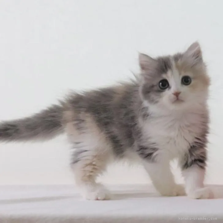 ID：2209-00630の子猫