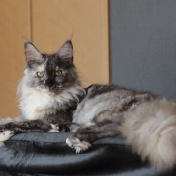 メインクーン【東京都・女の子・2023年4月16日・ブラックトーティスモーク】の写真「甘えんぼです」