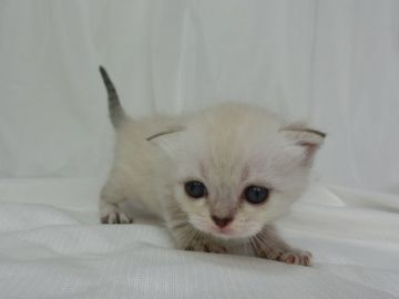マンチカン【東京都・男の子・2017年5月18日・ブルーポイント】の写真「ママ猫ダブルチャンピオン・足長くん」