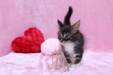 メインクーン【東京都・男の子・2021年10月7日・ブラウンタビーホワイト】の写真「可愛い子です。ちょっと小さめ」